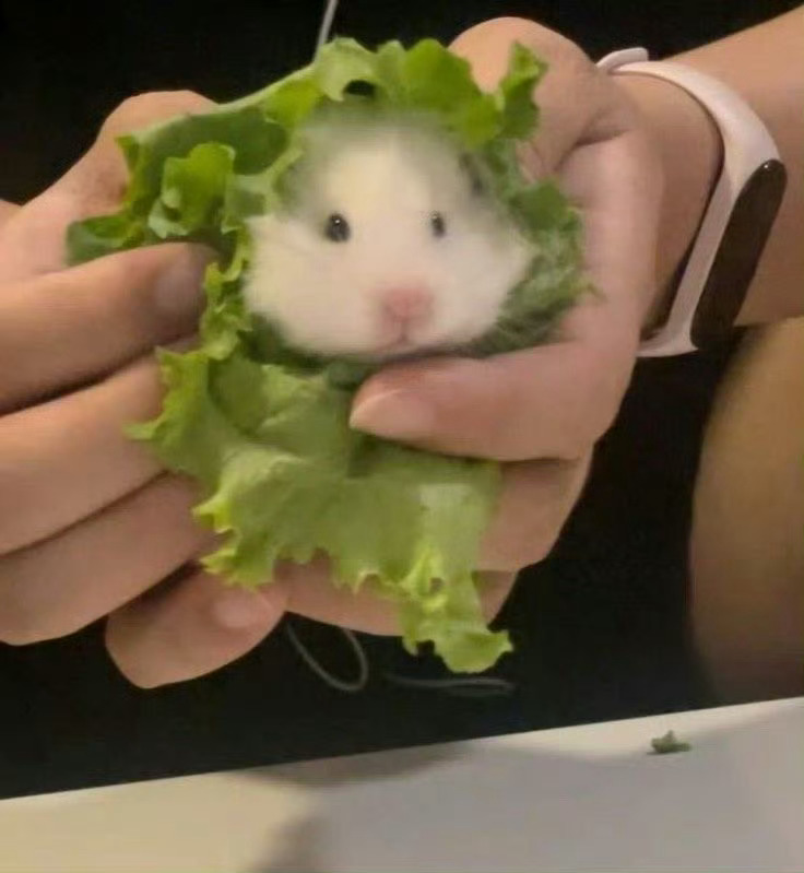 发一张图然后什么也不说