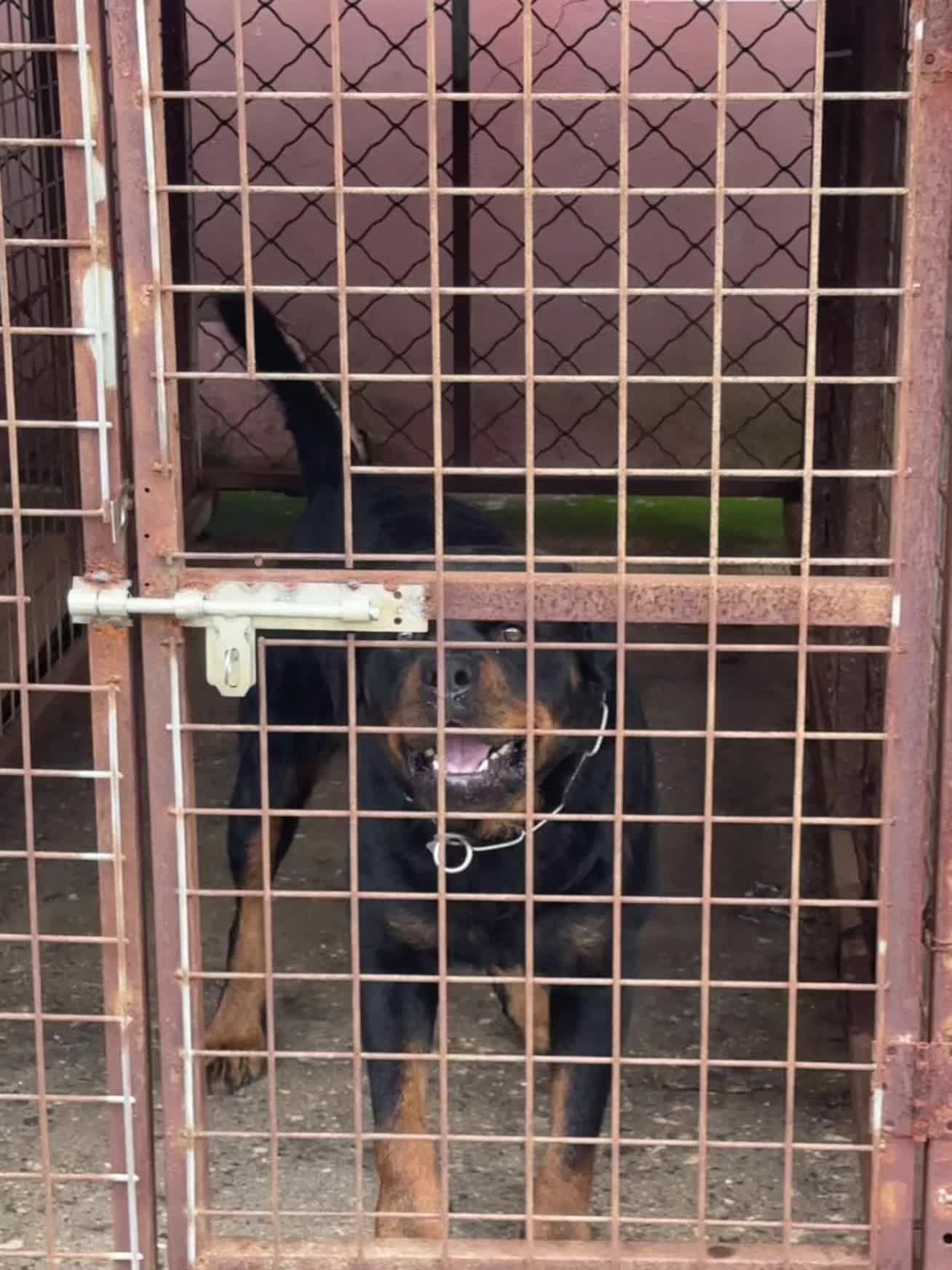 德系罗威纳 罗威纳护卫犬