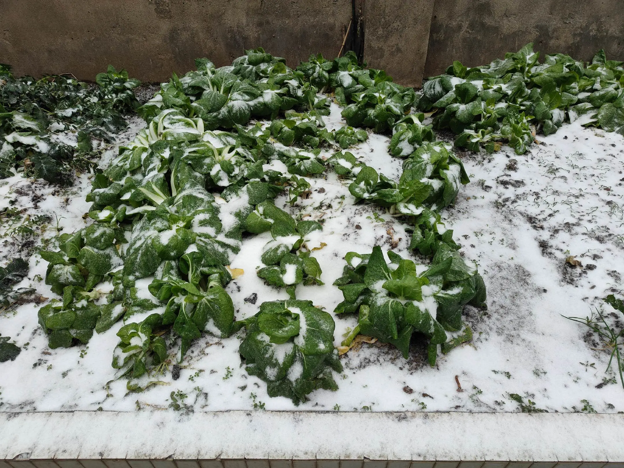 第一次在湖南看见下雪
