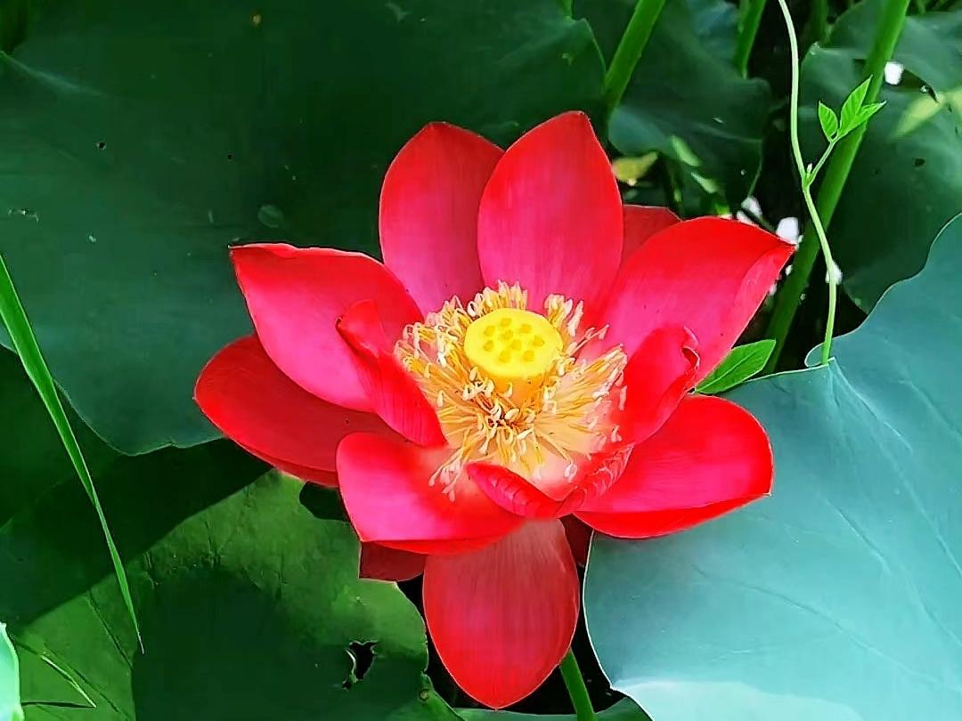 下联；近赏绿树红花。求上联。