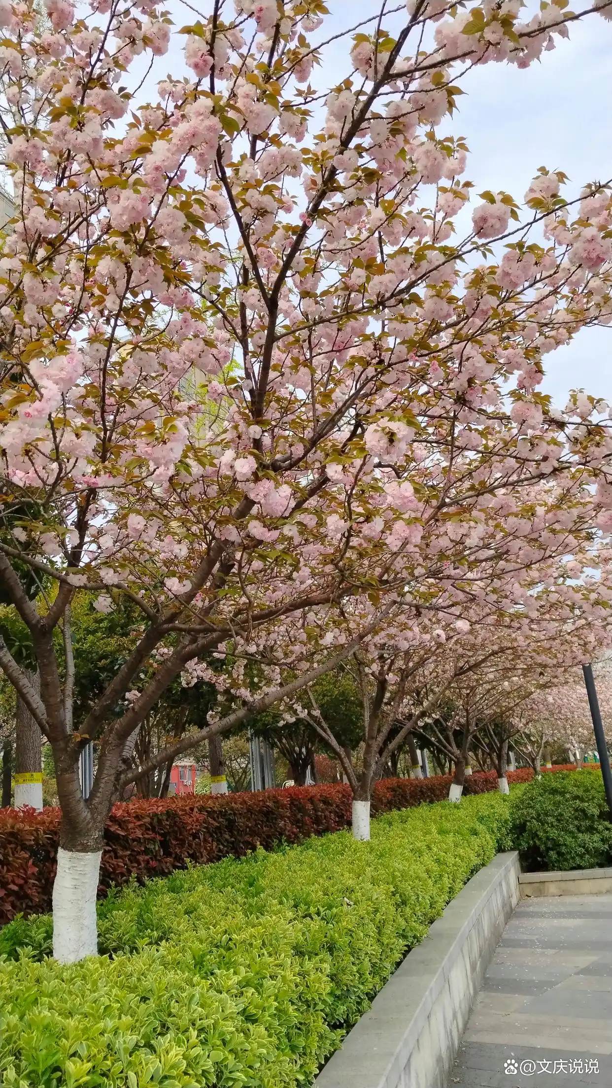 樱花树下站谁都美