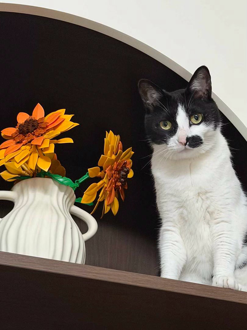 “猜猜为什么家里只剩下积木花了”daily奶牛猫 （投稿：） 
