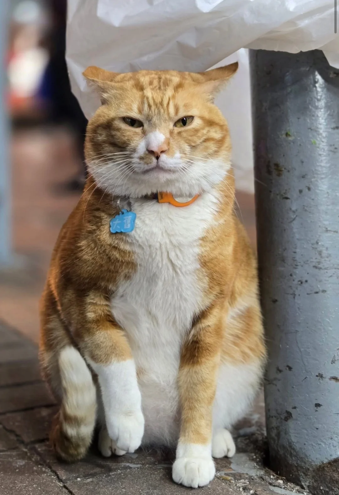 🇭🇰HK貓店長系列💛 大舊手斷‼️❓❓