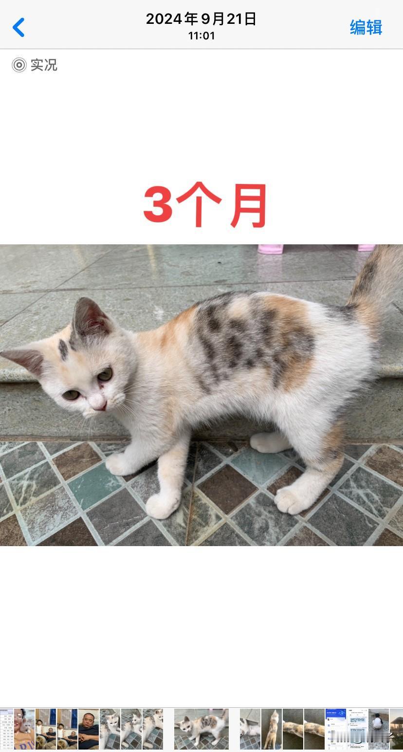 走失4个半月的猫，今天在外面碰到了。大老远就看着像，一叫名字马上喵喵叫的回应，而