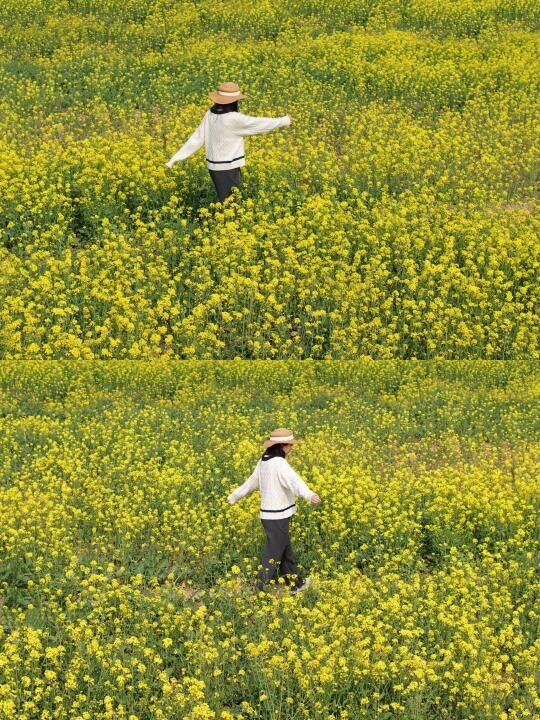 3月8日实拍！武汉这里的油菜花田开好了🌼🌼