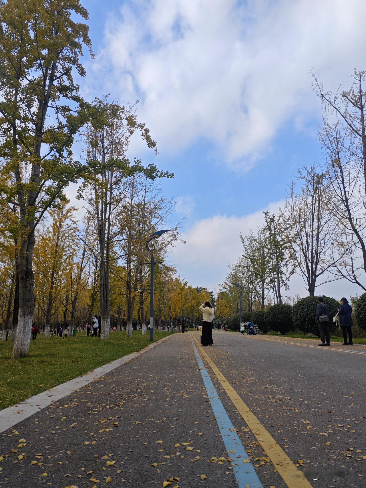 最美银杏树叶子云南陆良同乐公园