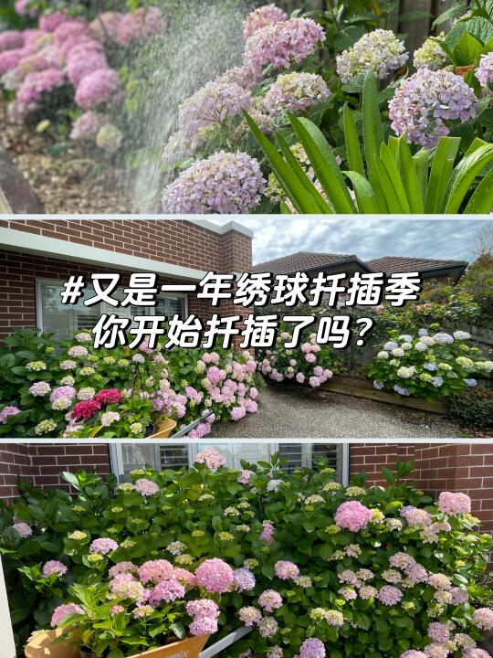 墨尔本秋日绣球分享｜扦插攻略