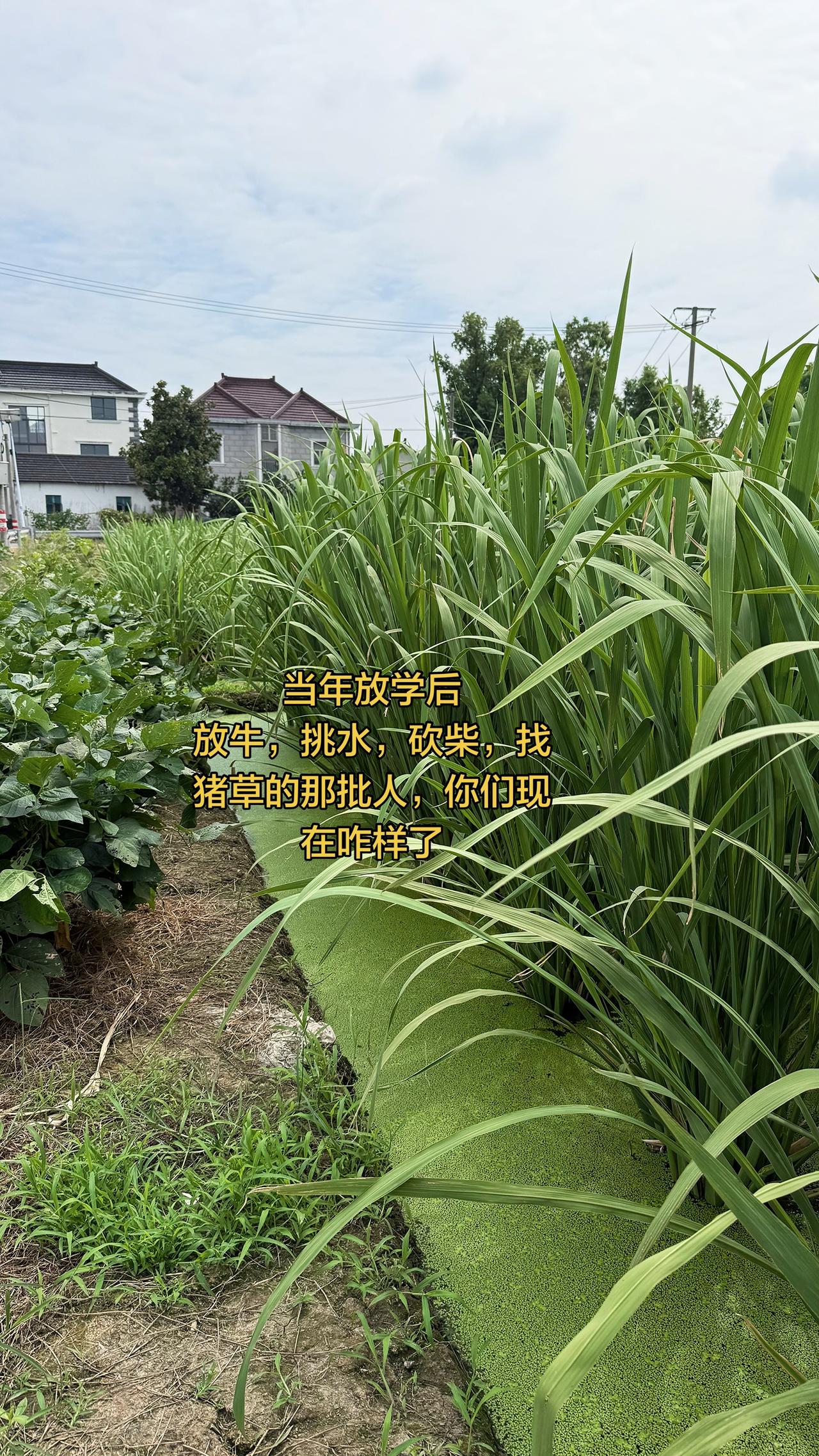 当年放学后放牛，检柴，砍柴，找猪草的那批人，你们现在都还好吗？