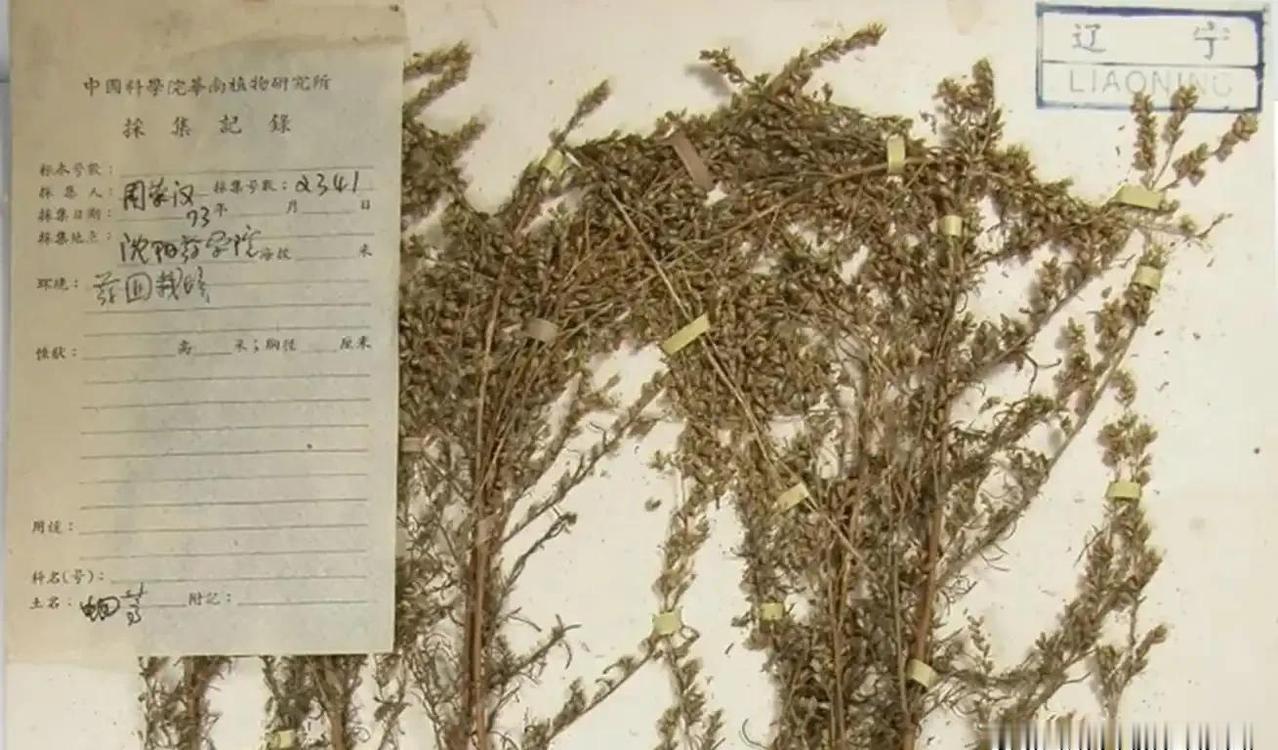 1952年，苏联援助了我国 20克极为珍贵的蛔蒿种子，它们被分为4份，在四个国营