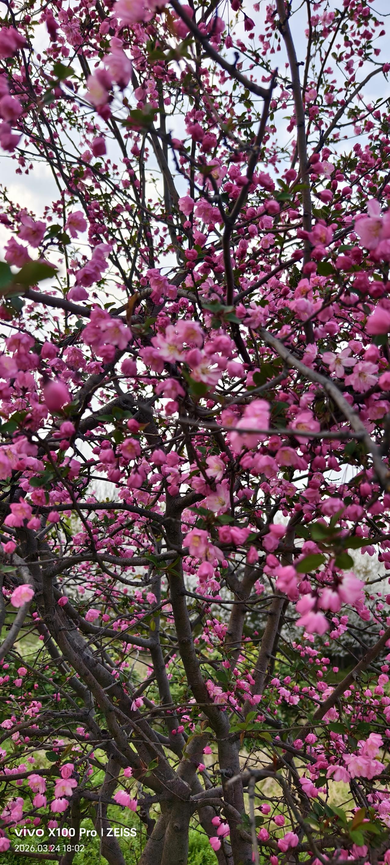 粉红色花树 花海 粉花树 紫薇树