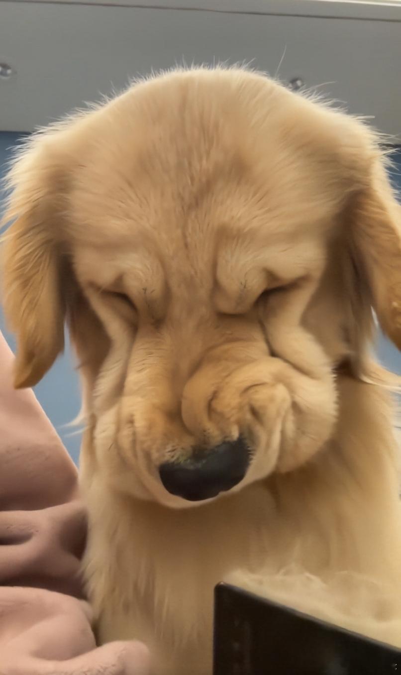 小金毛气成酱香饼了 事实正名总生气褶子是会变多的 