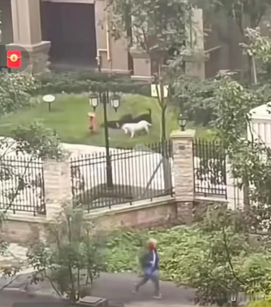 在某一小区内的草坪上妈妈带着二岁的宝宝在玩耍，不知那里走出一只没拴绳的罗威纳狗，