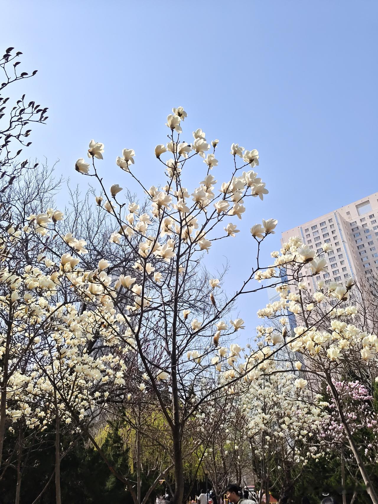 四月的风，把日子吹成诗，
一页是花开，一页是温柔。