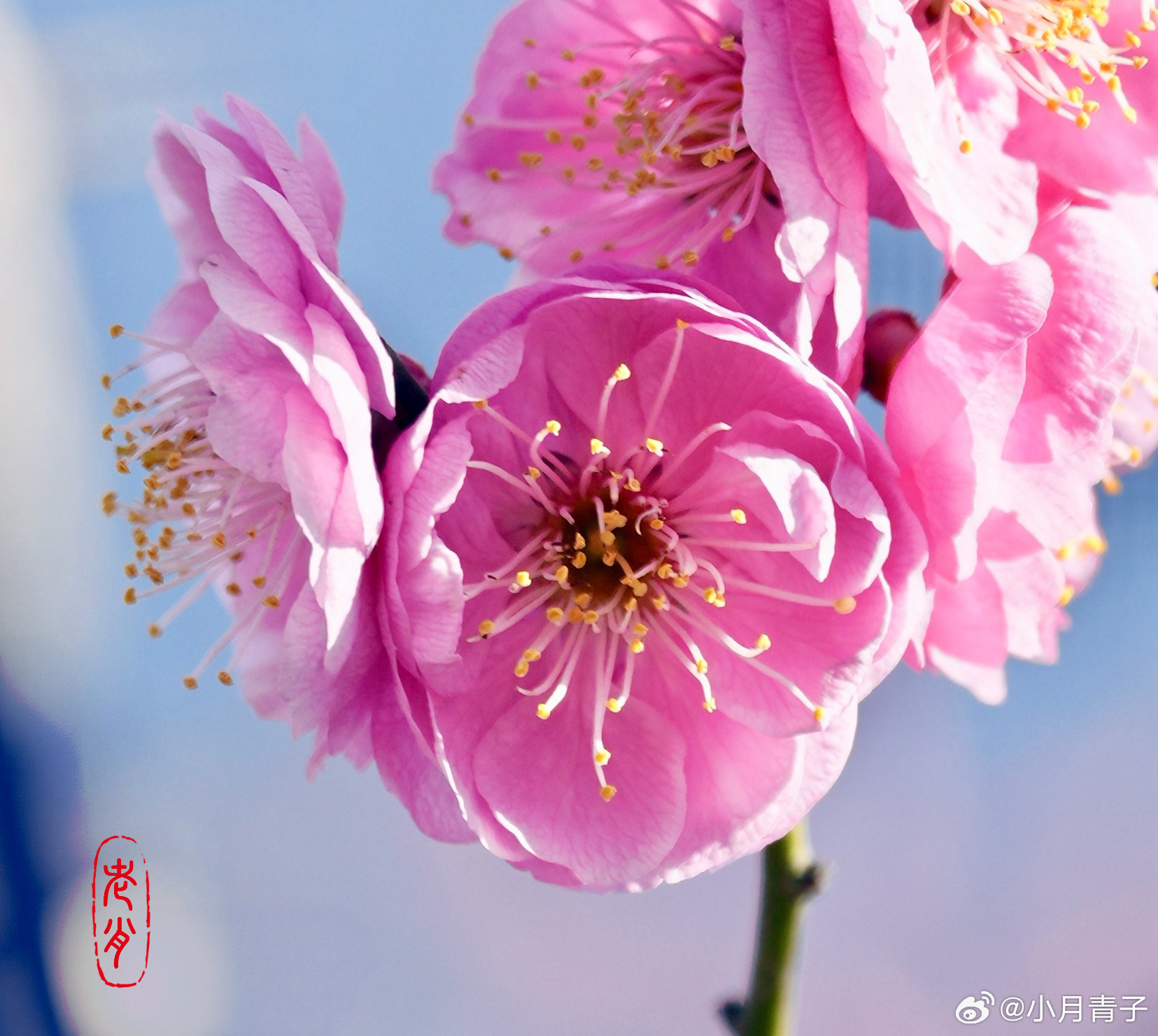 2026明城墙遗址公园的梅花初开，美极啦！ 摄影