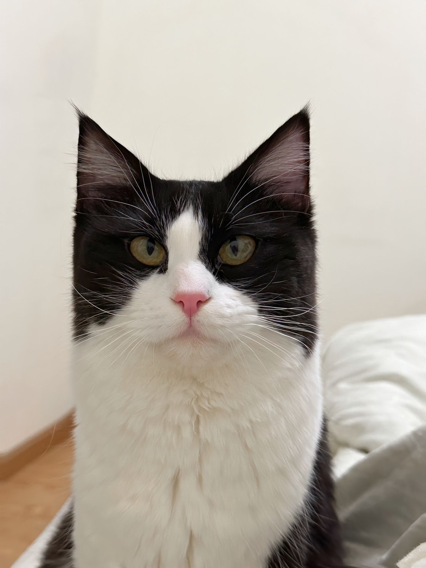 它长得….好整齐啊