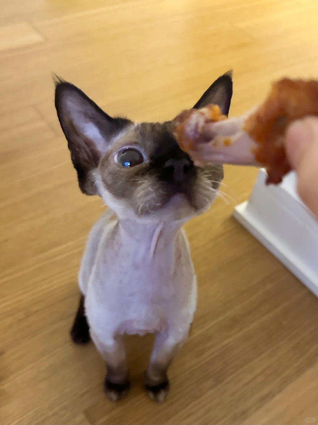Jellycat新品！脚趾头杀手猫！