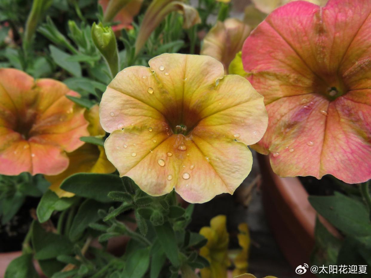 雨后的花，把温柔藏在水珠里～ 