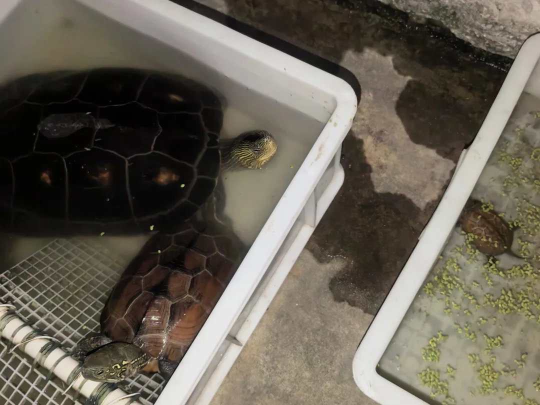 🐢小鼻嘎和它的姨姨们