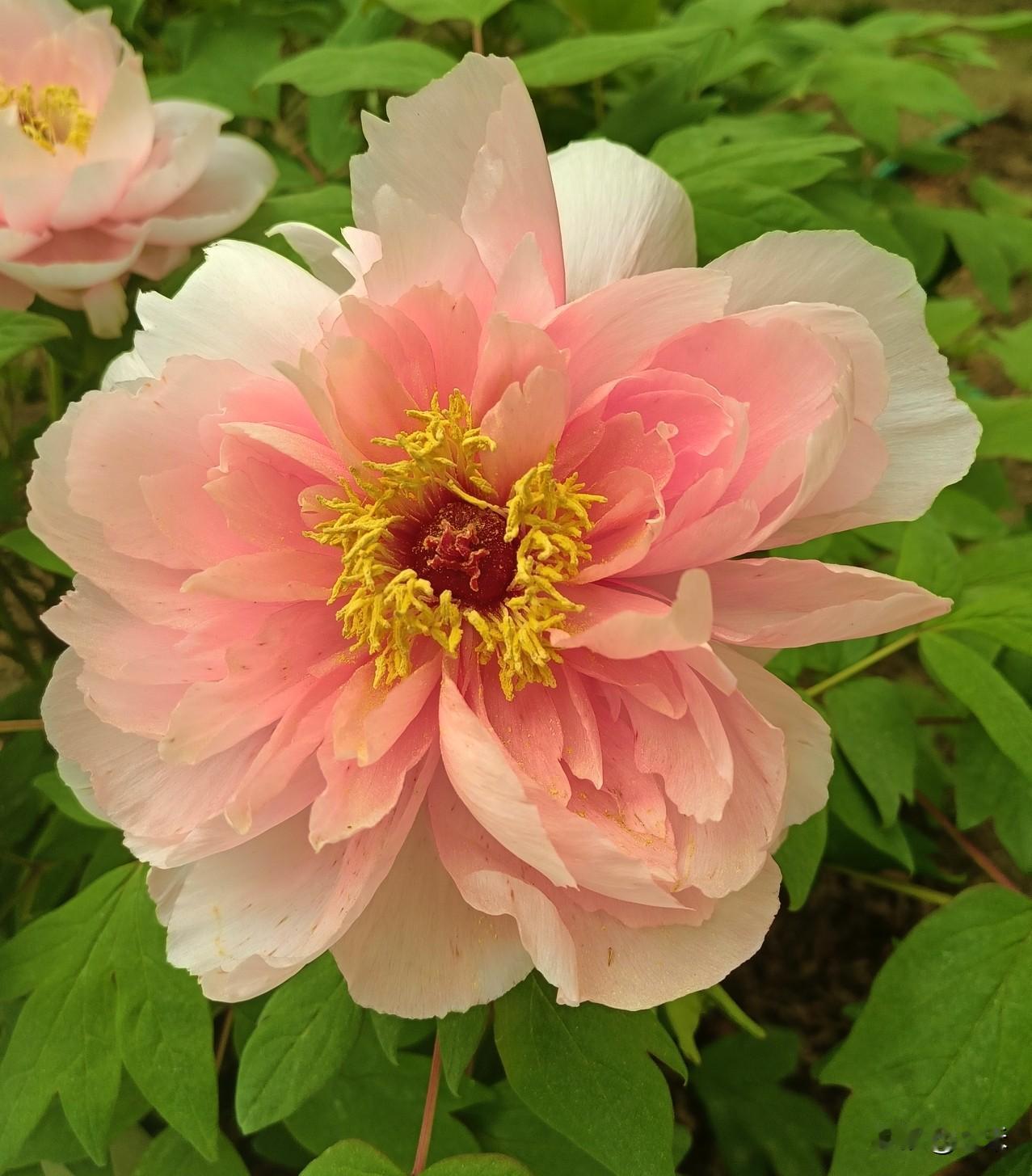 日坛公园的牡丹正在绽放～～
日坛公园是明清帝王祭祀太阳神的场所，红墙黛瓦，苍松翠