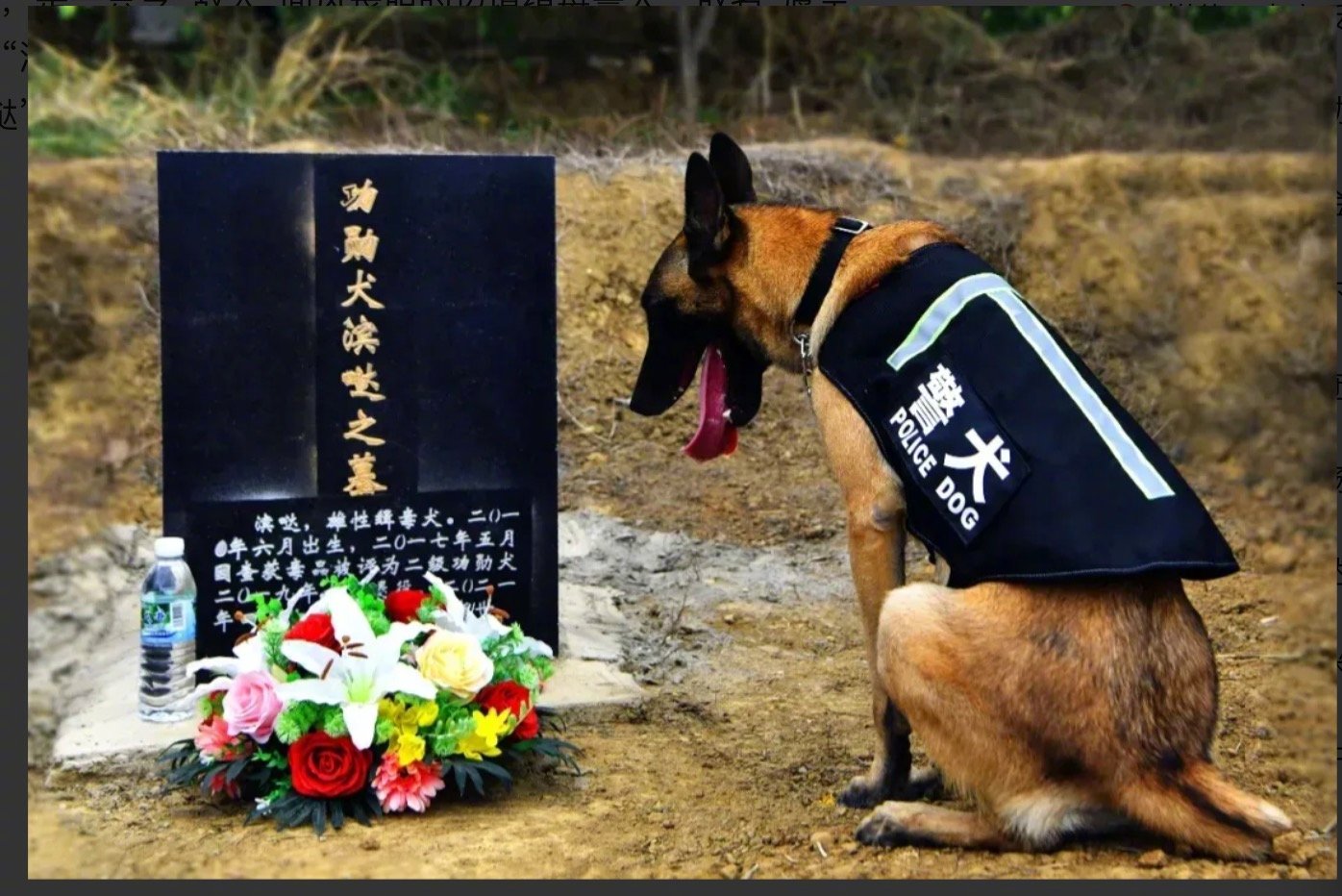墓碑前沉默的“战友”，或是想念，更多是继承！它身披警衣神态坚毅，是一只令“敌人”