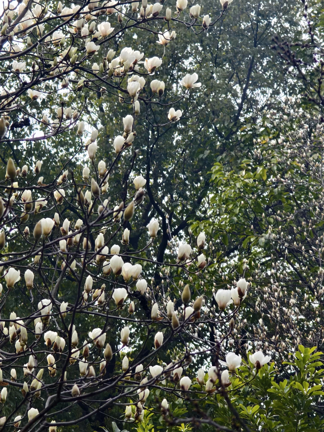 最近似乎是感觉到了一丝春风，脑子里一个念头挥之不去。 	 “好想看看玉...