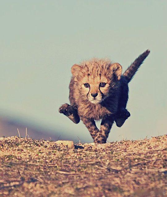 Running beautiful Tiny Cheetah 