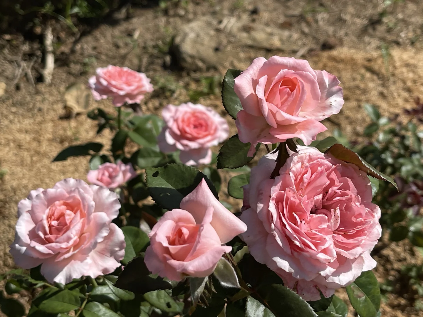 同色系对比 花宫娜/莫利纳尔/枫丹
