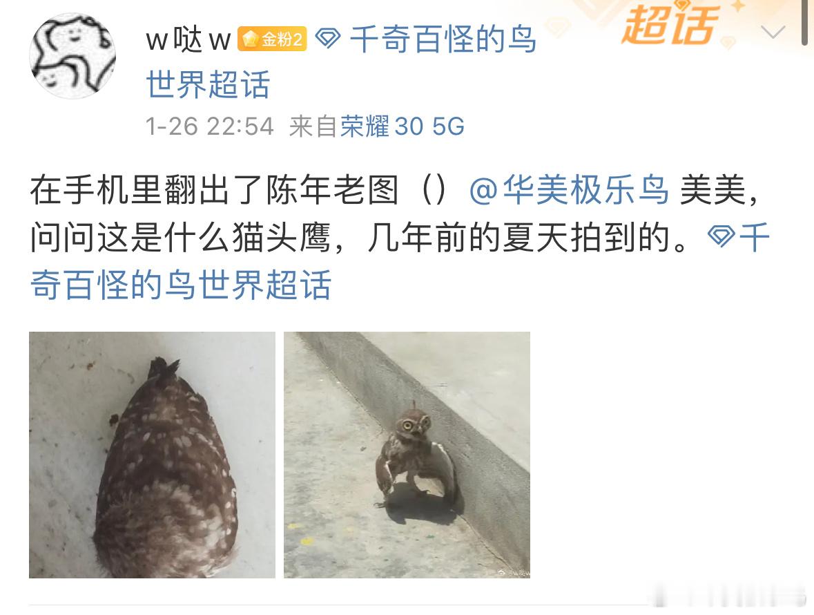 #鸟粉投稿# 呆若木鸡的【纵纹腹小鸮】🦉好吃惊的表情🙊 ​​​