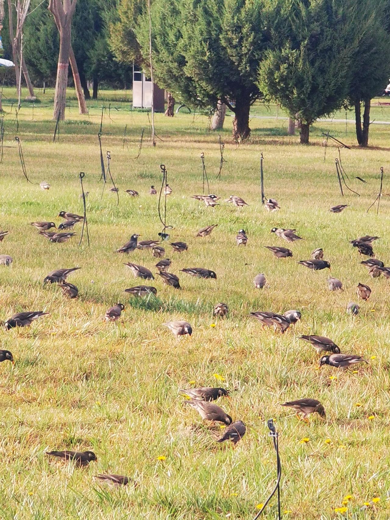 窗户上住了一窝鸟，这是好事啊，说明你人缘好，连鸟都要来和你共度时光。
首先，咱得