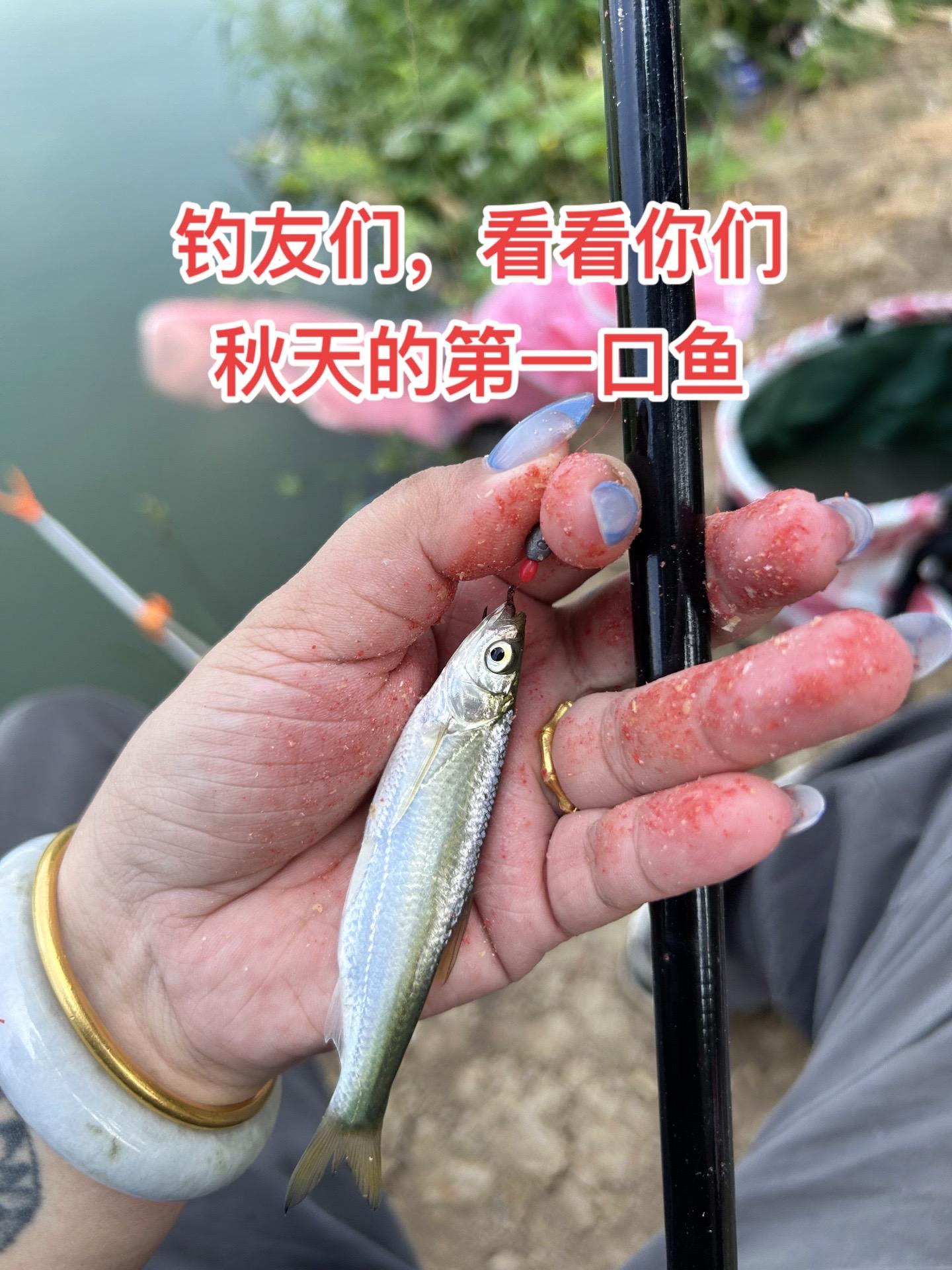 秋天的第一口奶茶可以不喝，鱼是必须钓，钓鱼们，看看你们秋天的第一口鱼都是多大的？