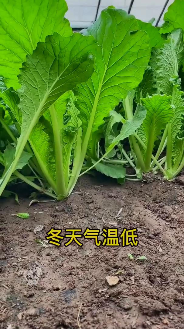 自制生根水。
冬天气温低，蔬菜长得慢那是因为根系不发达。今天教你1招让作物抗低温