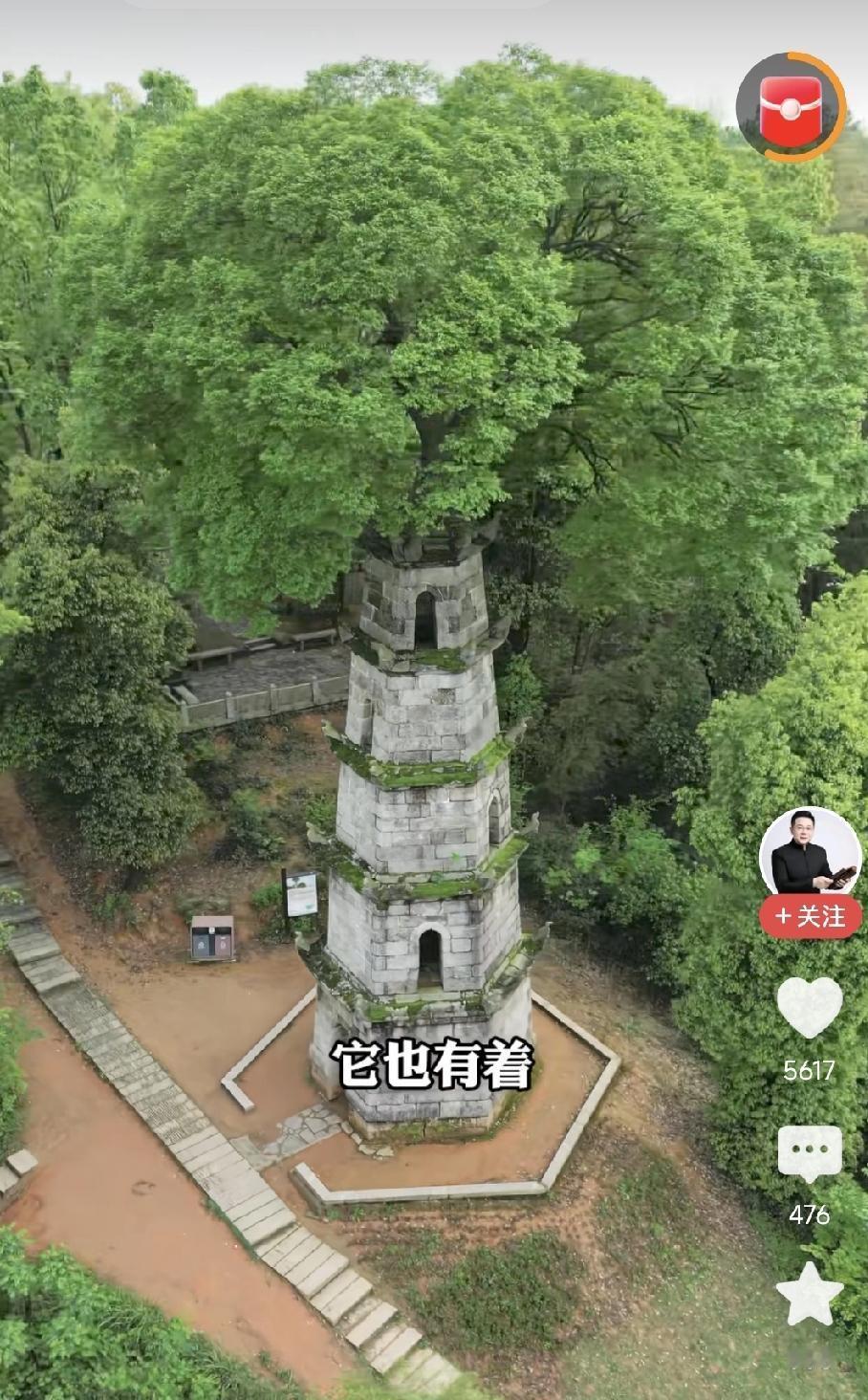 石塔顶的百年大树

刚刚看到一个视频，条友在视频上介绍了这个天下奇观——石塔顶的