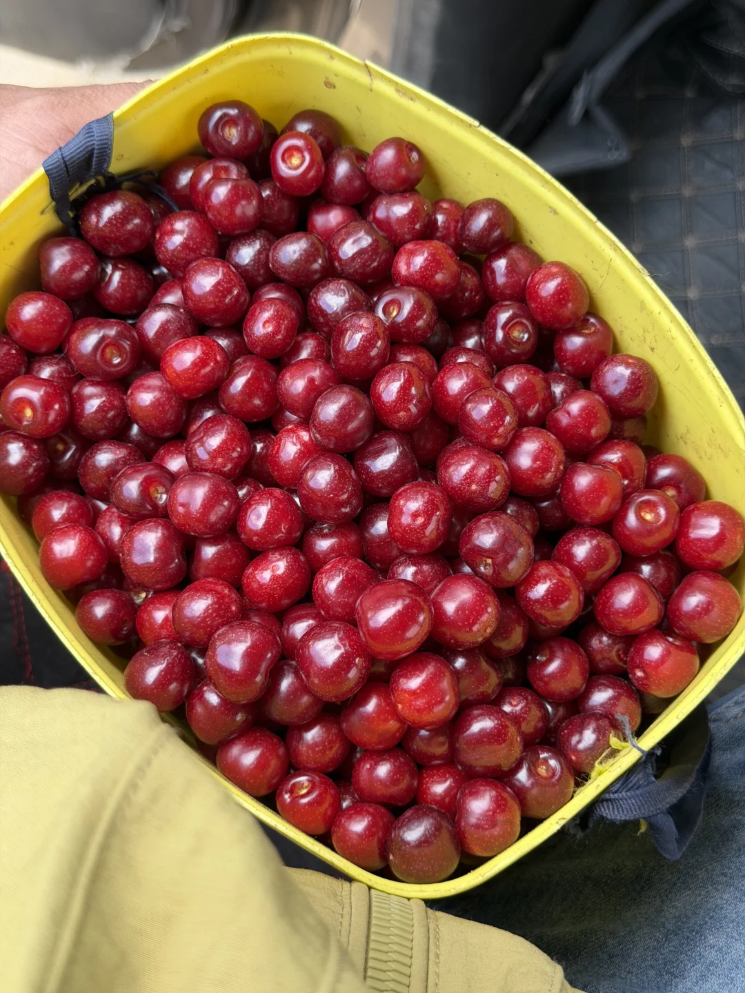 不是车厘子，他可比车厘子好吃多了。