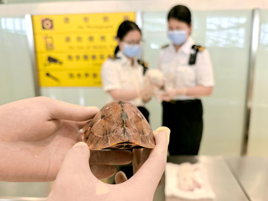 大腿处藏匿国家二级保护动物！厦门海关查获旅客欲违规携带出境的2只赤狐和2只活体龟