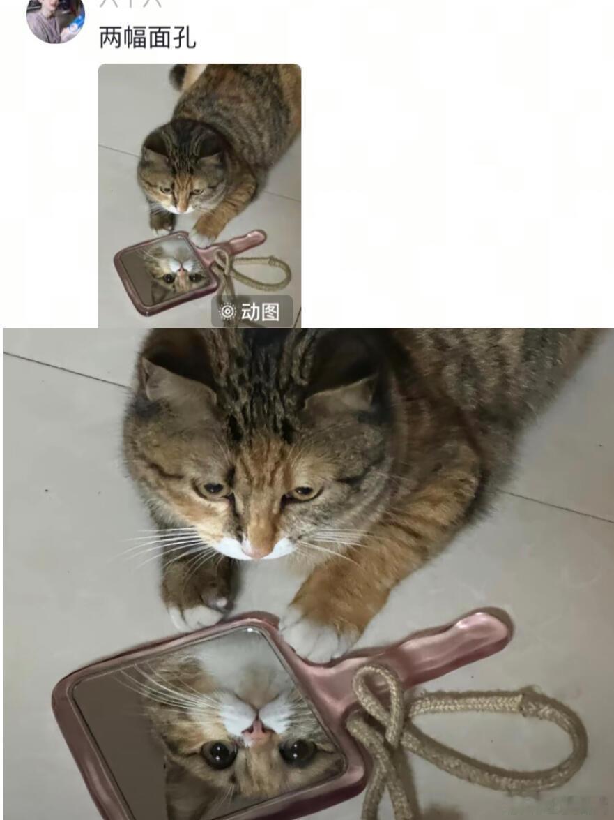你以为小猫很凶的时候🐱 