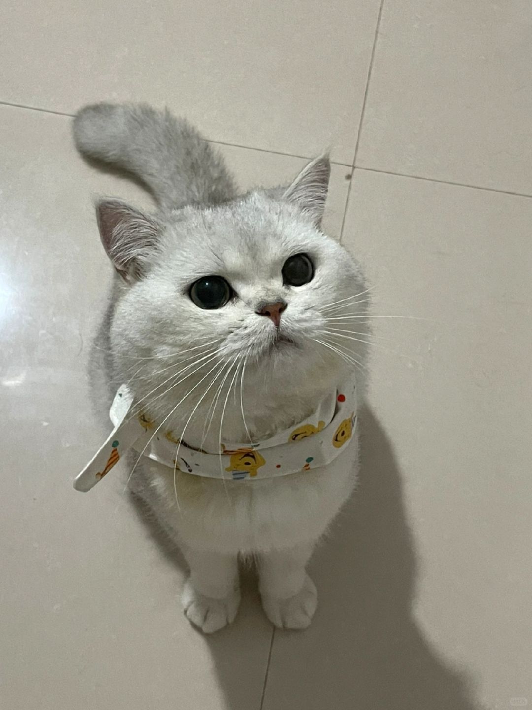 看这委屈巴巴的样子