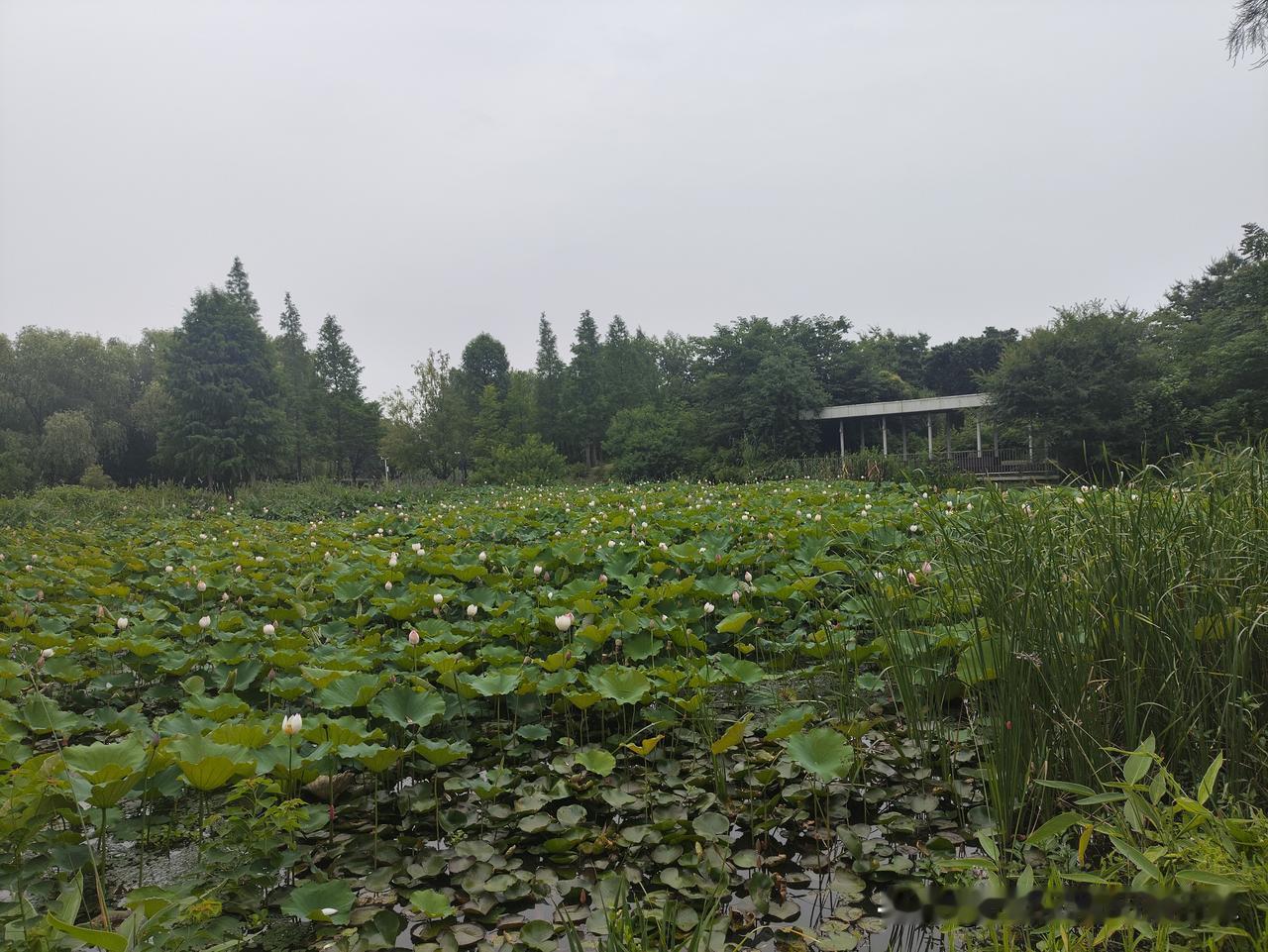 【湖州·颐养江南】

湖州，太湖南岸的慢生活小城，“绿水青山就是金山银山”就从这