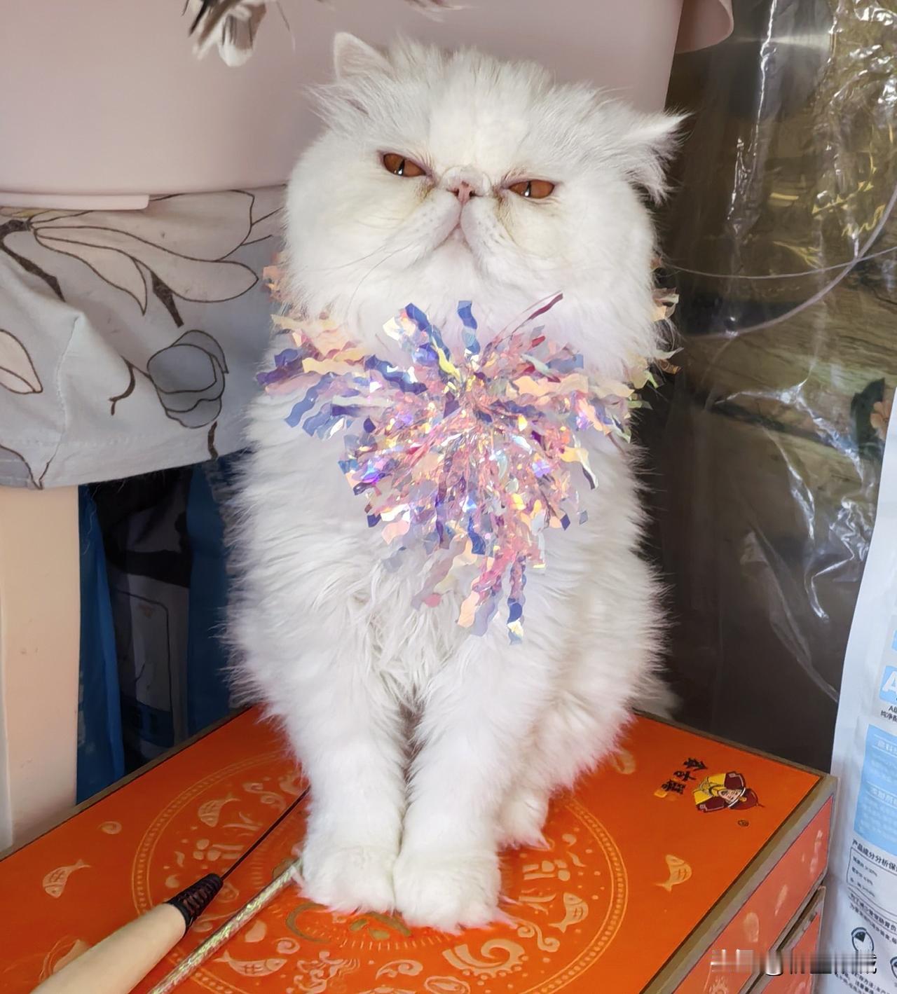 说实话原本我不喜欢猫
但是因缘际会
她来到了我们家
开始我对她是爱搭不理
现在我