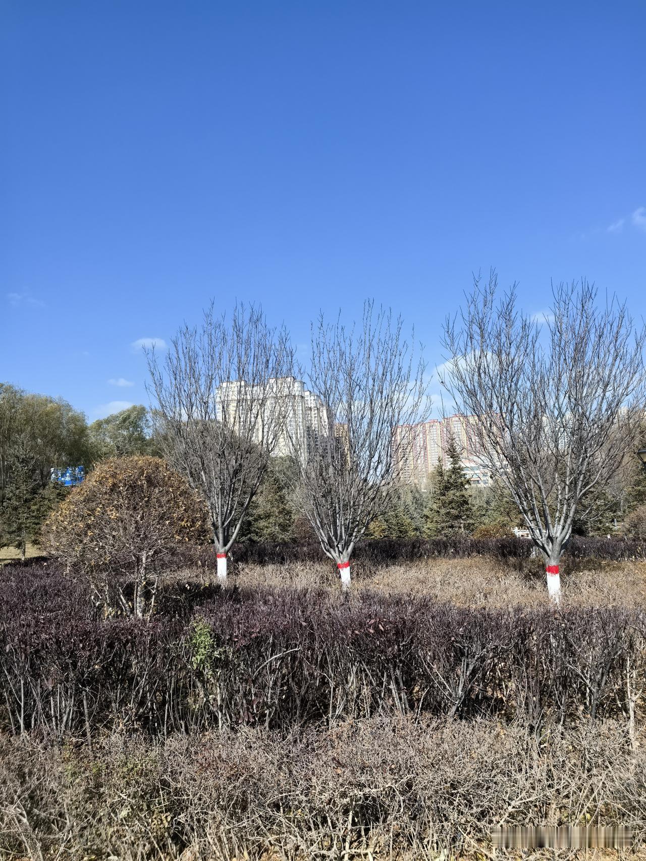 领教了！今天西宁的冷，真是往骨头里钻！

中午一点多，瞧着外面有太阳，心里还想：