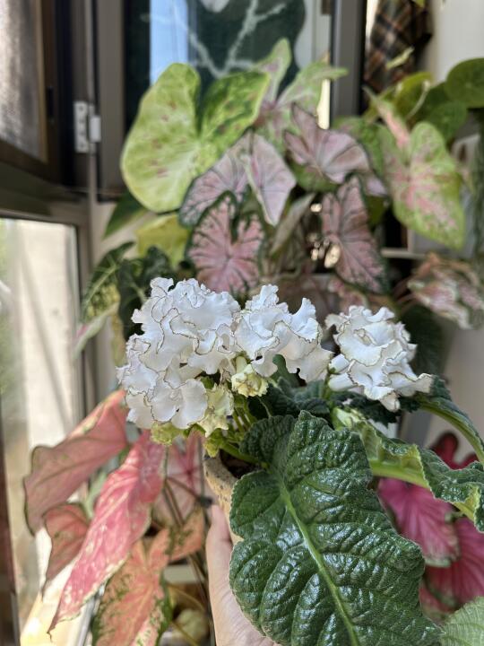 爆花ing