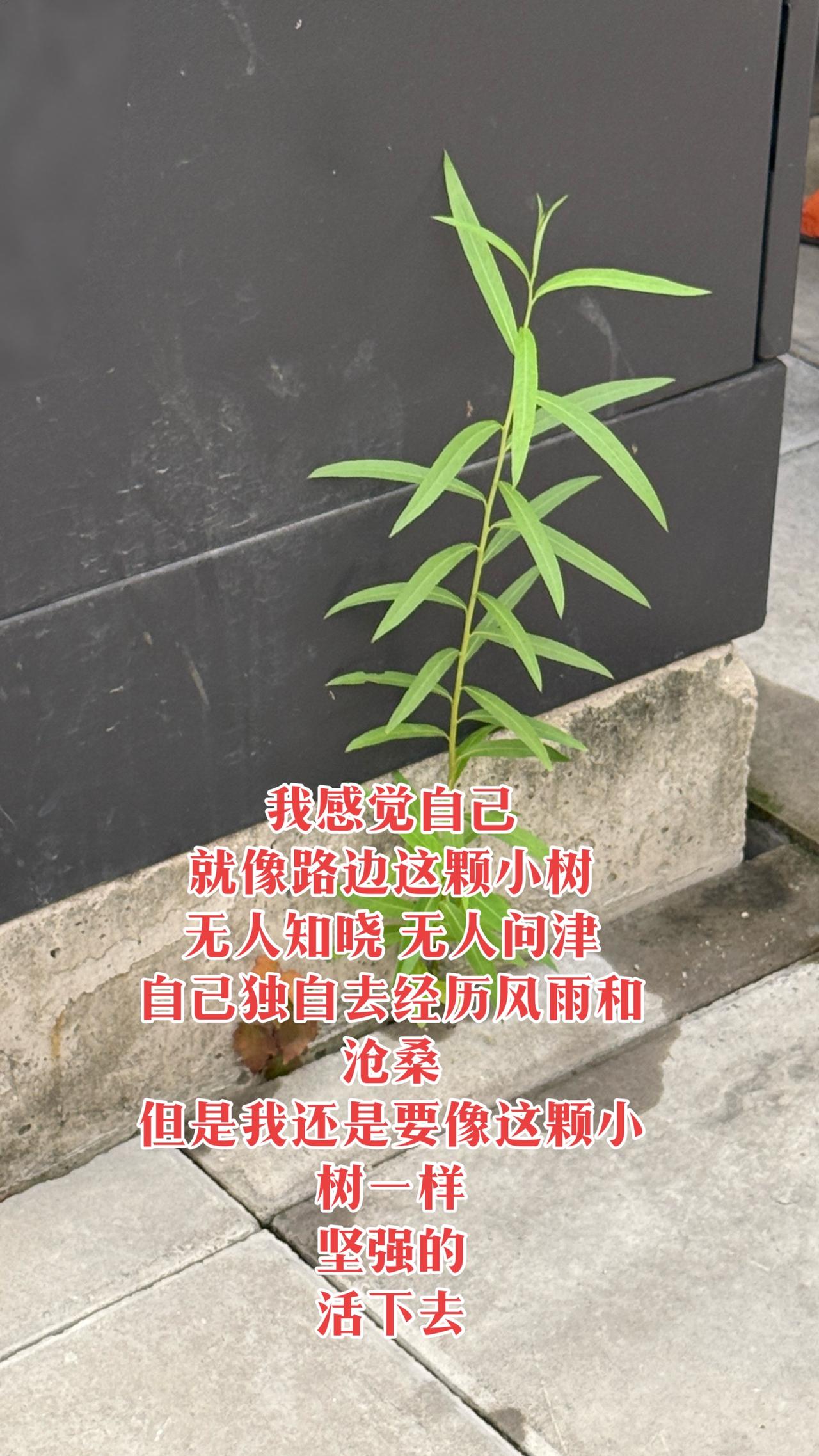 我自己活着不如路边这款小树