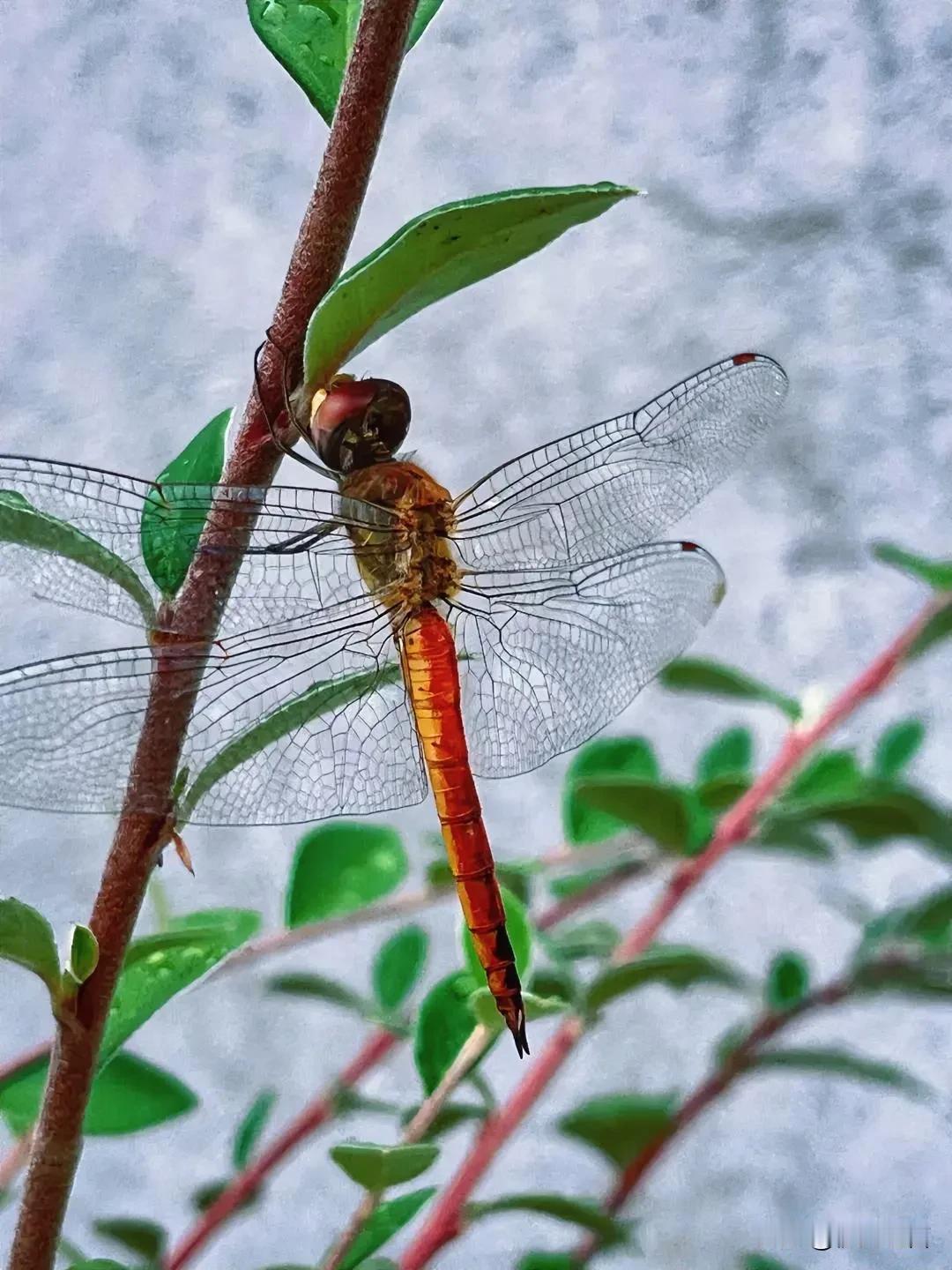 枝头嫩芽初长成，蜻蜓飞来抱中间。绿叶红枝美如画，……
写本上了，有人续吗