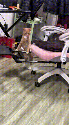刷着这条视频，看着小橘猫扒着转椅来回推着转圈，我当时一下就笑出声了。
 
小家伙
