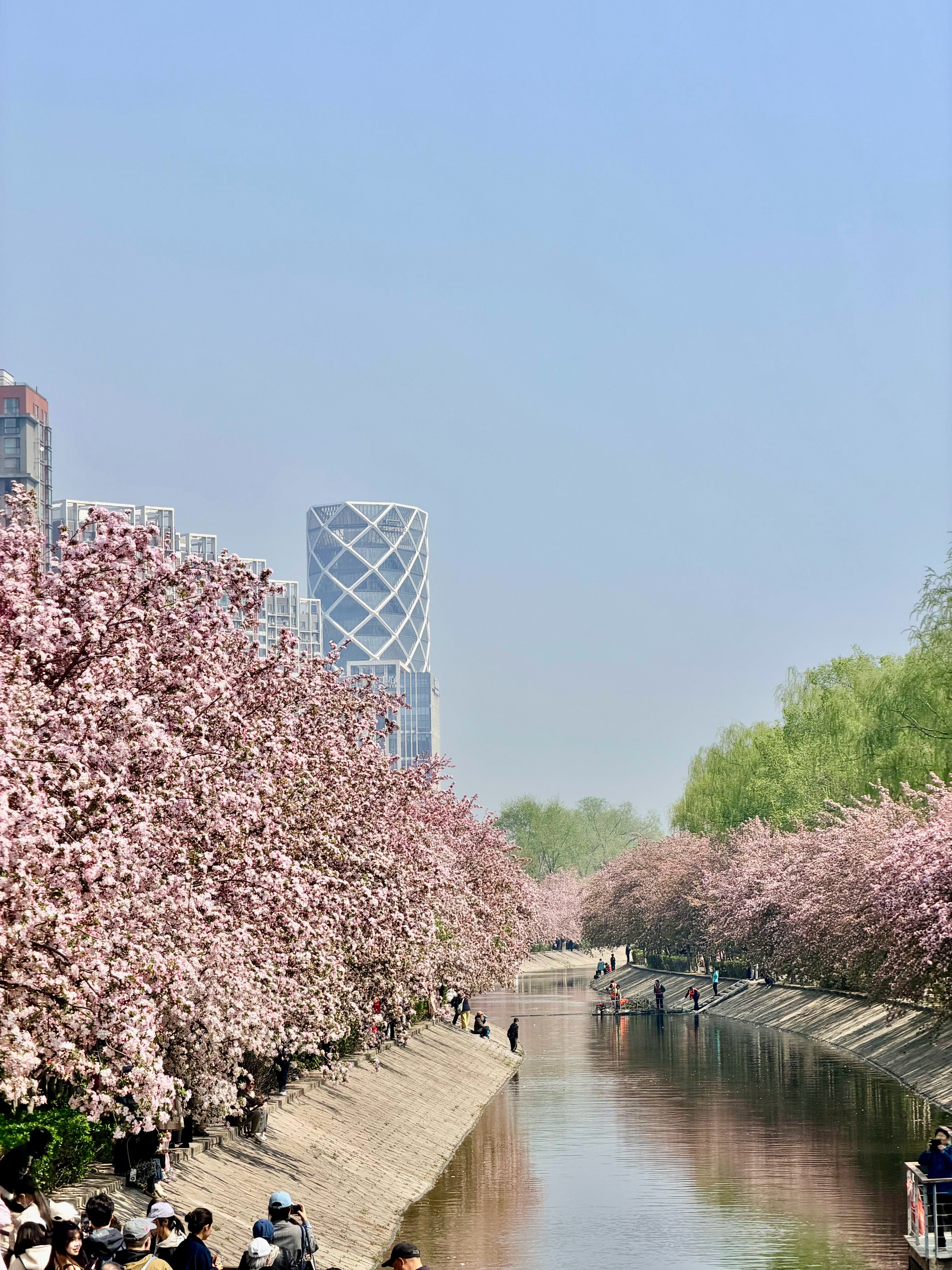 望京海棠花溪美丽正当时🌸走之前去看的，很长一条花溪，两岸都是垂丝海棠，真的超美
