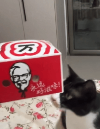 苗苗表情包第三弹
