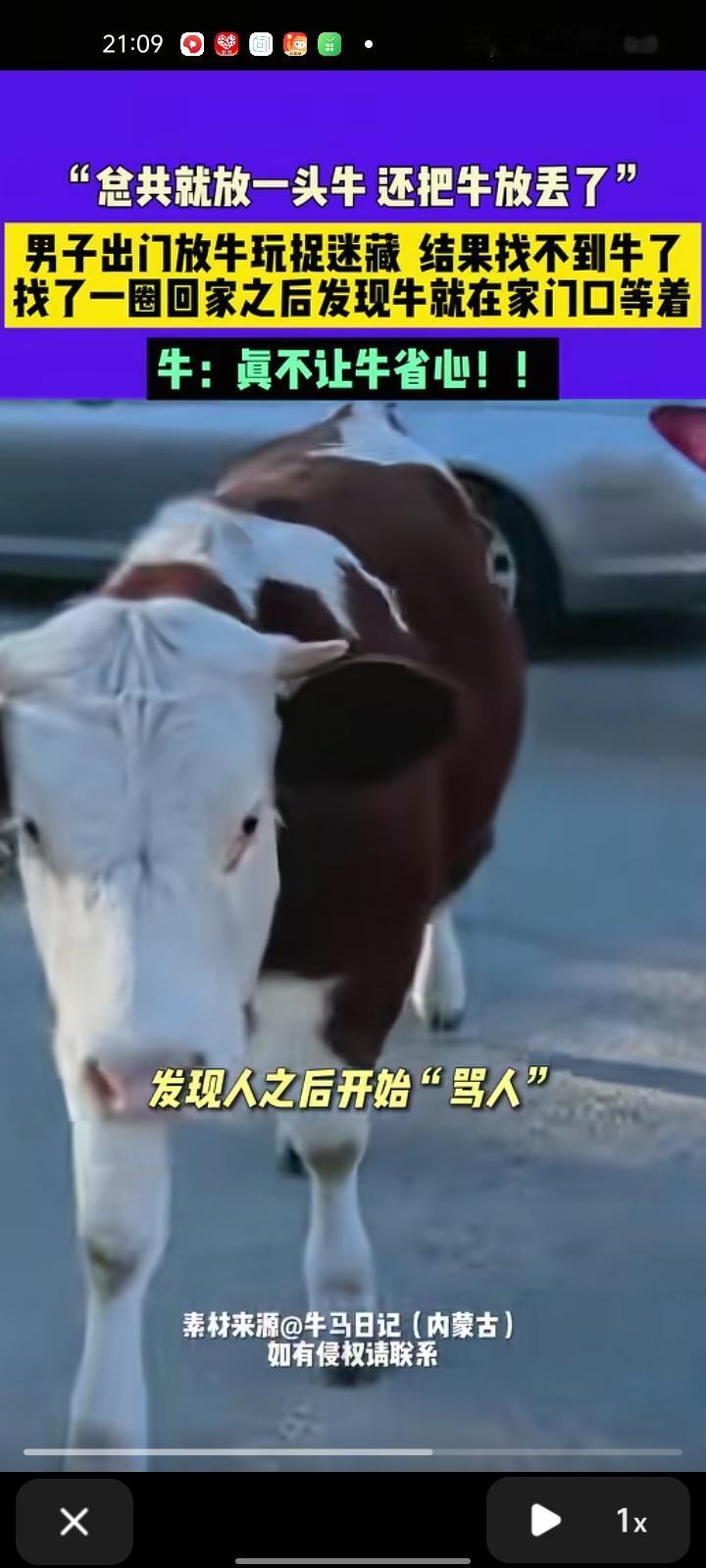 11月1日，内蒙古乌兰察布。网友晒视频称，自己出门放牛时玩捉迷藏，谁知道一转眼就