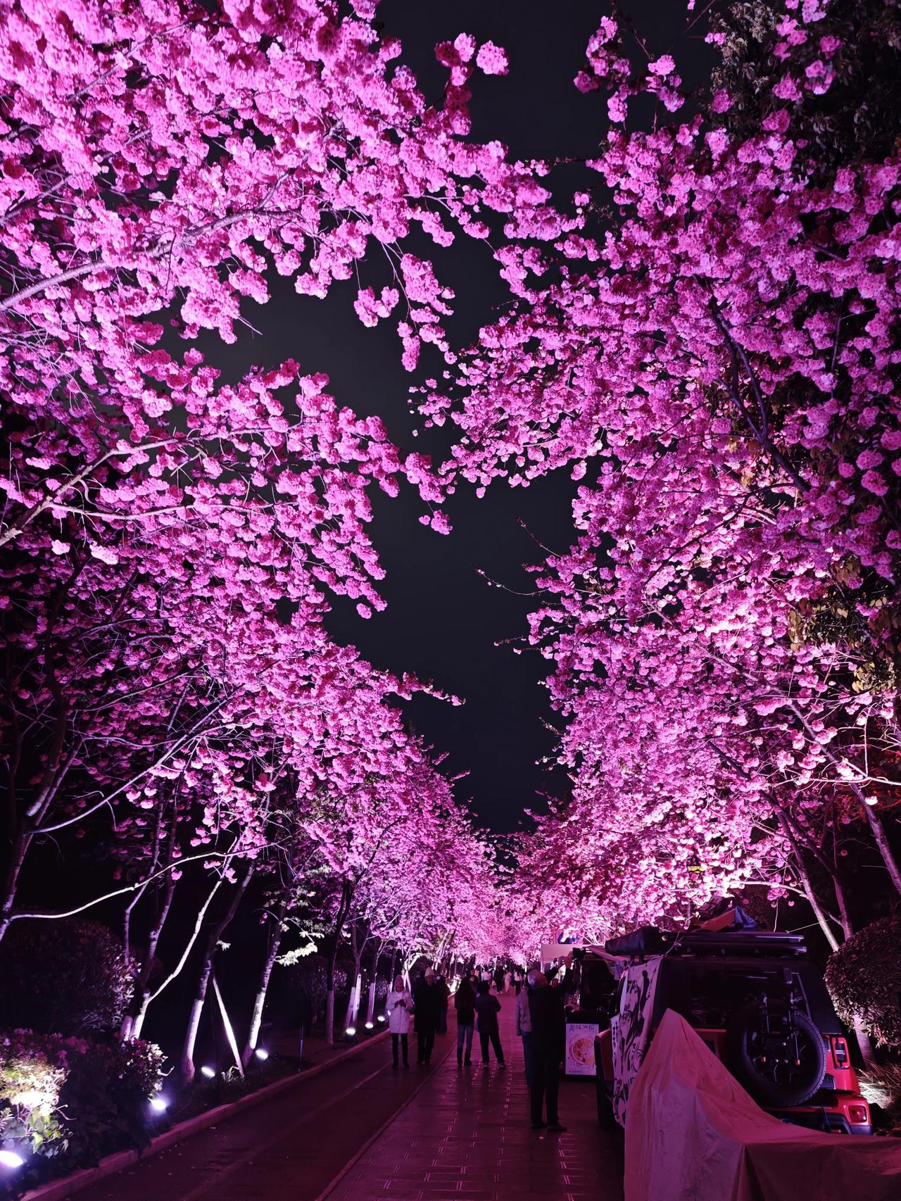 《夜游》
如梦似幻的花
绽放一世繁华
身在春城梦在天涯
花开一路  何处归家