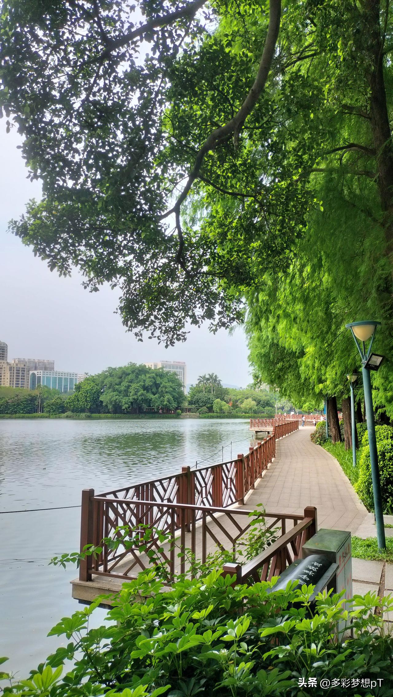 广州流花湖公园的荷塘真的绝了！网友实拍的画面里，满池荷花竞相绽放。粉的似霞，白的