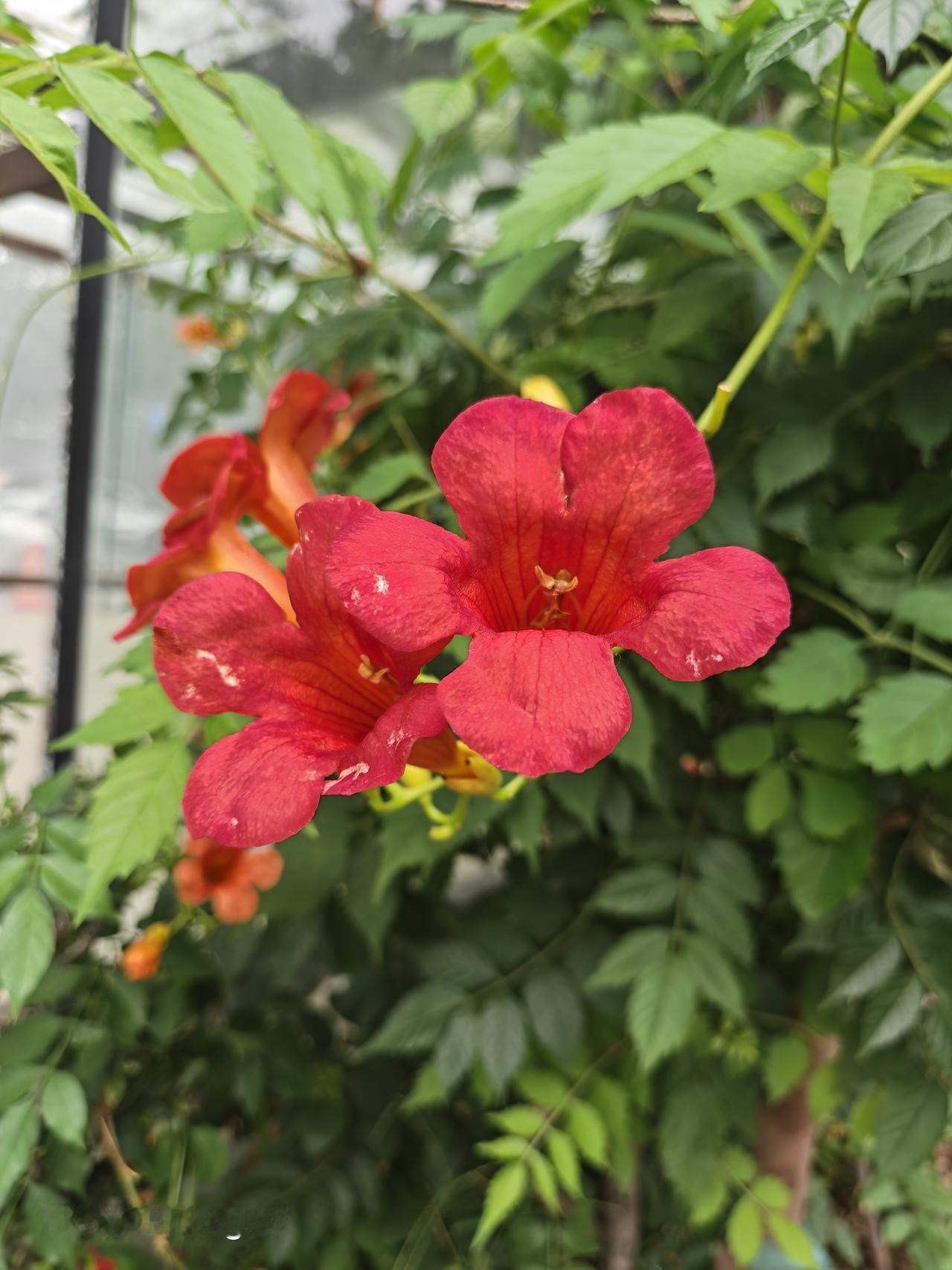 分享一朵小花，什么花都可以，公司楼下的小花，每一次去都会看一看拍一下。挺好看的。