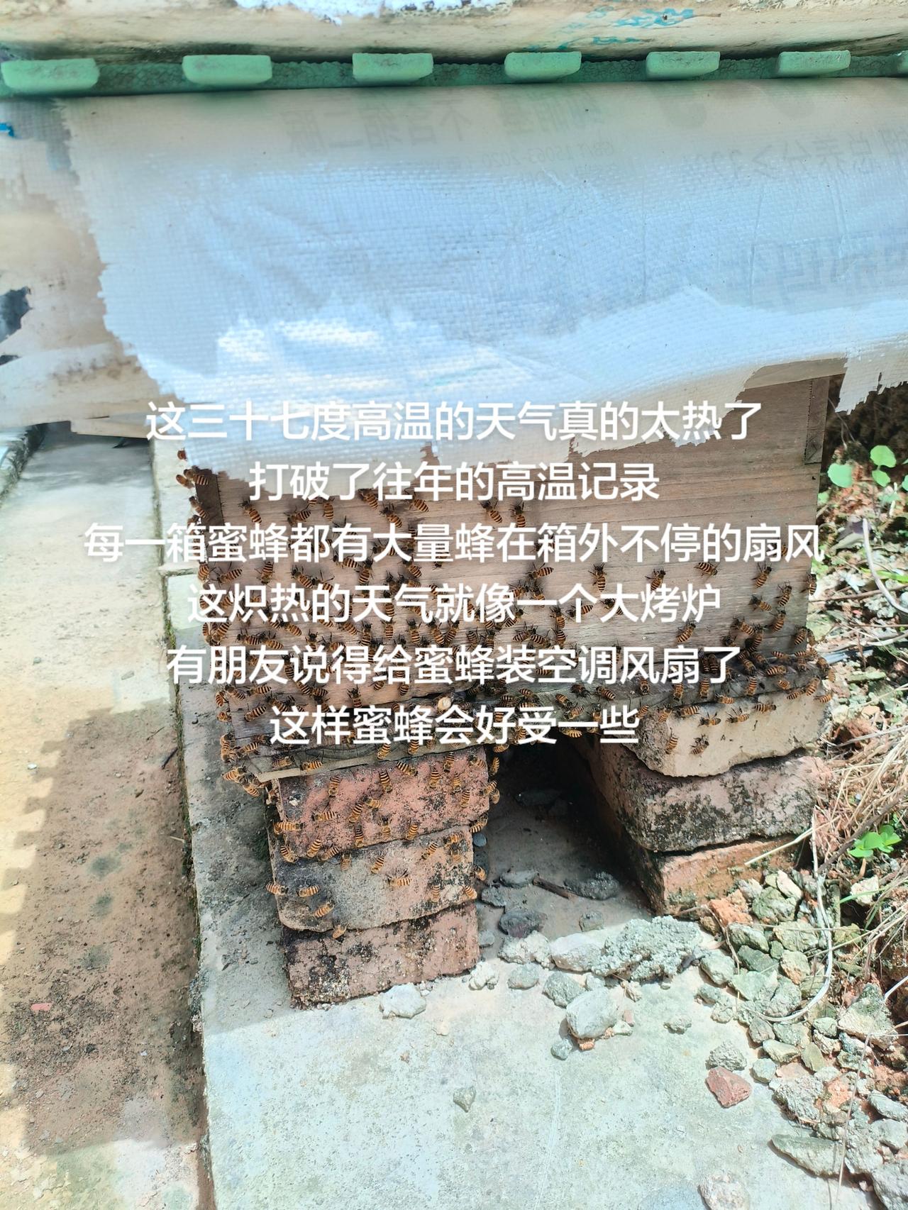 这三十七度高温的天气真的太热了
打破了往年的高温记录
每一箱蜜蜂都有大量蜂在箱外